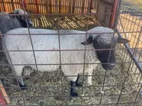 Bélier, Shroshire sheep — photo 1