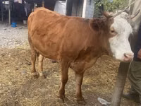 Sapi, Swiss cattle — foto 1