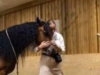 Jument, Friesian — photo 7