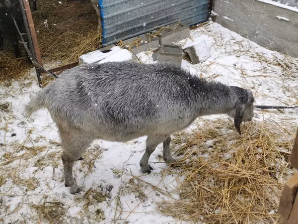 Ziege, Nubian Goat