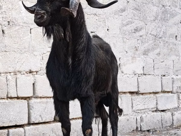 Boucs, Anatolian Black goats