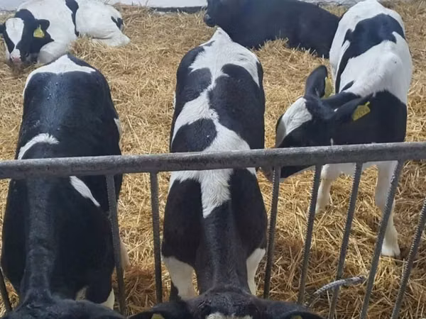 雄牛, Russian Black pied cattle