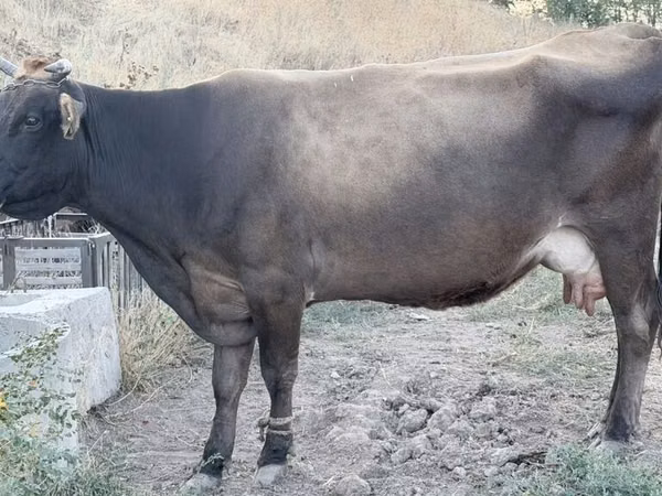 Vaca, Ganado vacuno