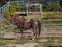 حصان, Quarter Horse — الصورة 7