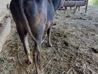 Toro, Ganado vacuno — foto 2