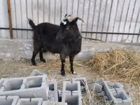 Ziege, Czech Brown Shorthaired goats — Foto 1