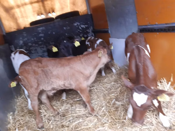 Banteng, Limousin cow