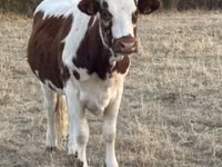 Vaca, Raza de vaca — foto 3