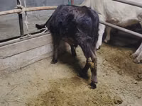 Toro, Ganado vacuno — foto 1