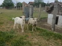 雄羊, Merino sheep — 写真 2