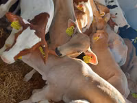 ثور, Simmental cattle — الصورة 3
