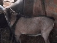 Ziegenbock, Nubian Goat — Foto 1