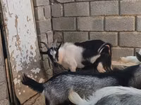 Ziegenbock, LaMancha goats — Foto 4