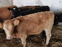 母牛, Cattle — 照片 2