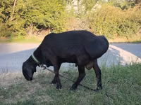 Widder, Red Karaman sheep — Foto 1