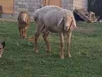 Carnero, Arashan sheep — foto 2