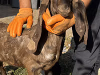 Chèvre, Kamori goats — photo 1