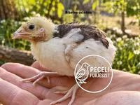 Quails — photo 4