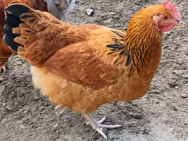 سَسِكس