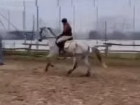 حصان, Oldenburg horse — الصورة 6
