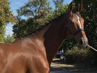 Jument, Hanoverian — photo 4