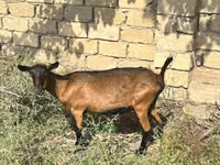 雌ヤギ, Alpine goat — 写真 3