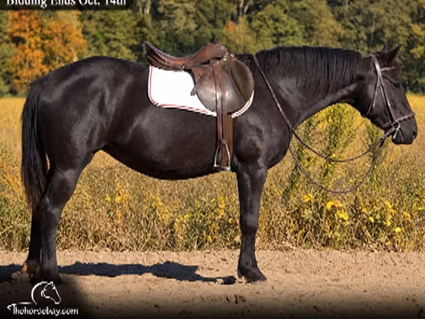 Yegua, Percheron