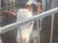 Bulle, Simmental cattle — Foto 1