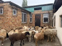 मेढ़ा, Rhon sheep — फ़ोटो 6