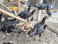 Chickens — 写真 1