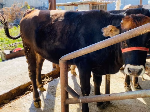 公牛, Swiss cattle