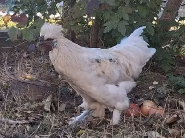 Seidenhuhn