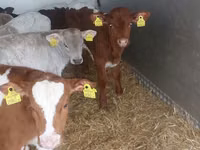 Bovinos (lote, sexo no especificado), Ganado vacuno — foto 5