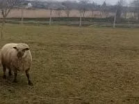 كبش, Shroshire sheep — الصورة 4