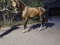 雄馬, Akhal-Teke — 写真 1