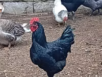 Australorp — foto 3