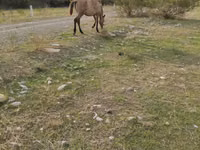 Stute, Azerbaijan horse — Foto 2