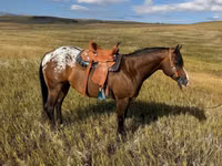 Kuda jantan, Horses of Sable Island — foto 2