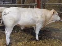 ثور, Blonde d’Aquitane cattle — الصورة 4