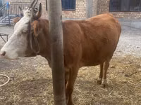 Sapi, Swiss cattle — foto 5