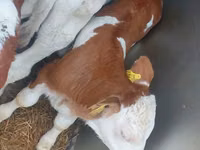 雄牛, Simmental cattle — 写真 1