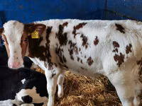 牛（ロット、性別未指定）, Simmental cattle — 写真 7