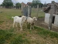 雄羊, Merino sheep — 写真 1