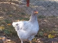Brahma — photo 4