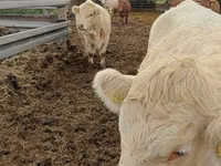 雌牛, Charolais cattle — 写真 5