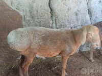 雌羊, Afghan Arabi sheep — 写真 3