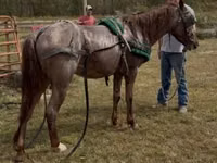 Hengst, Rocky Mountain Horse — Foto 4