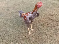 Chickens — photo 1