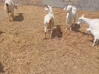 Cabra, Toggenburg goat — foto 8