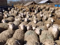 Ram, Kuibyshev sheep — photo 4